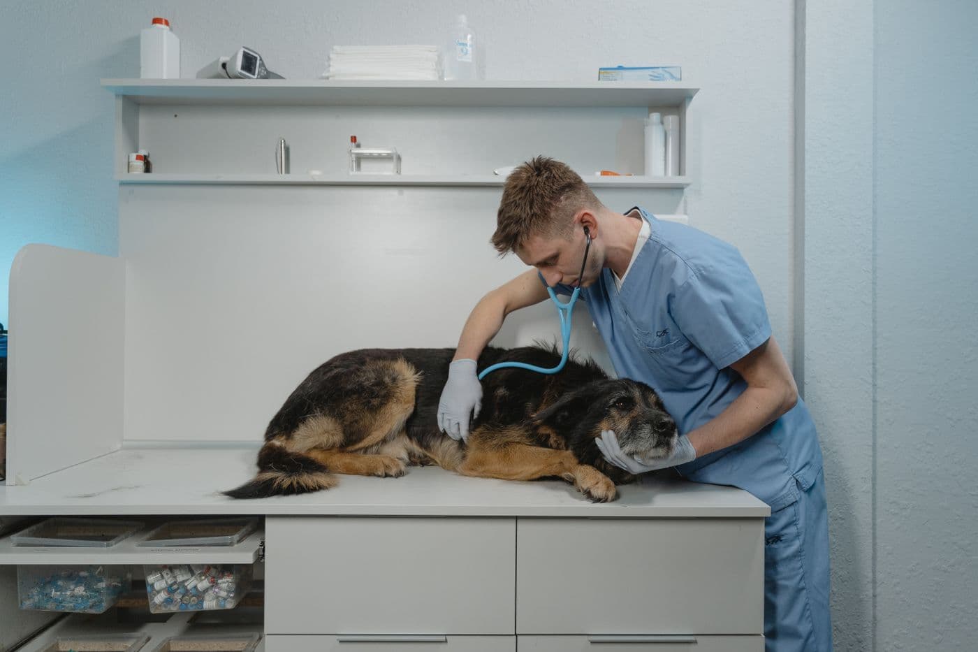Veterinary surgeon with a patient in clinic